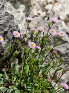 AktNatBeo-250612-ja-04 Alpen Aster