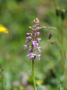 AktNatBeo-250612-ja-05 Orchidee Haendelwurz
