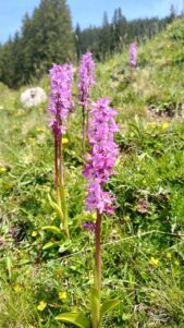 AktNatBeo-250612-ja-06 Praechtiges Knabenkraut