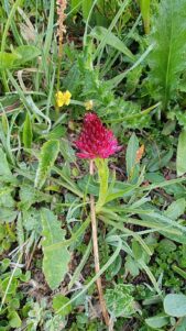 AktNatBeo-250612-ja-07 Rotes Kohlroeschen
