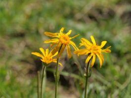 AktNatBeo-250612-ja-08 Arnika