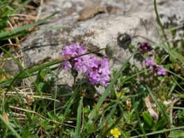 AktNatBeo-250612-ja-09 Thymian