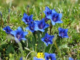 AktNatBeo-250612-ja-10 Clusius Enzian