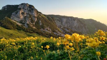 AktNatBeo-250612-ja-14 Trollblumen