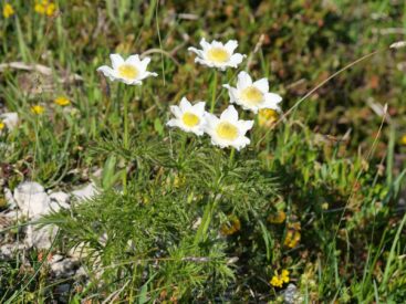 AktNatBeo-250612-ja-15 Alpen Kuechenschelle