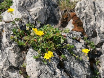 AktNatBeo-250612-ja-16 alpen Sonnenraeschen