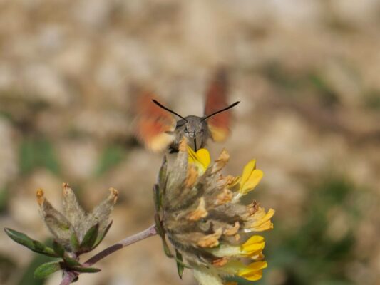 AktNatBeo-250612-ja-17 Wundklee mit Taubenschwaenzchen