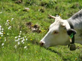 AktNatBeo-250612-ja-18 Kuh mit Wollgras