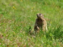 AktNatBeo-250612-ja-19 Mankei