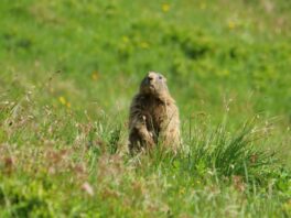 AktNatBeo-250612-ja-20 Mankei