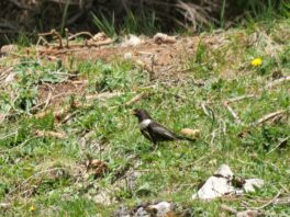 AktNatBeo-250612-ja-21 Ringdrossel