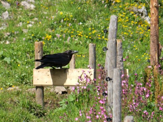 AktNatBeo-250612-ja-22 Kolkrabe an Futtertraenke