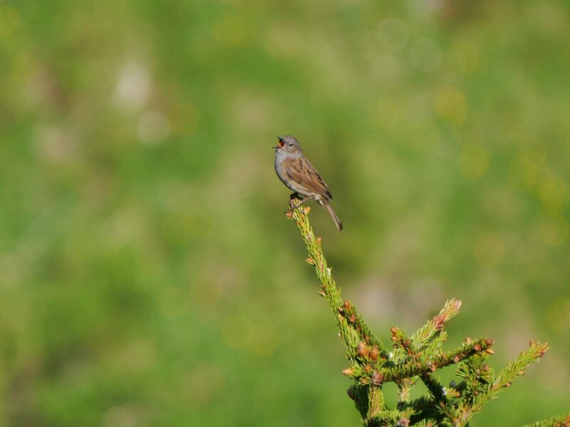 AktNatBeo-250612-ja-23 Heckenbraunelle