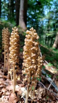 AktNatBeo-250618-ja-1Nestwurz_0