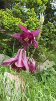 AktNatBeo-250618-ja-2 Akelei_0