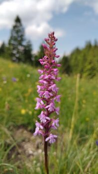 AktNatBeo-250618-ja-3 Muecken Haendelwurz_0