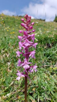 AktNatBeo-250618-ja-3 Mueckenhaendelwurz 2_0