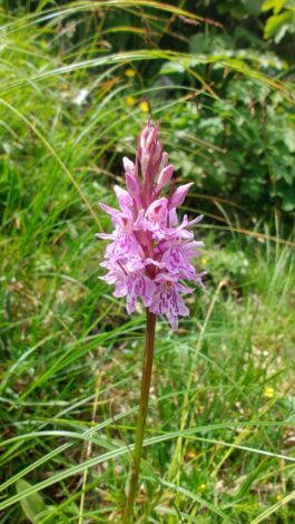 AktNatBeo-250618-ja-4 Fuchsknabenkraut_0