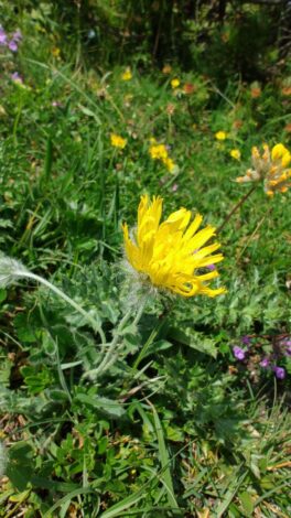 AktNatBeo-250618-ja-5 Zottiges Habichtskraut_0