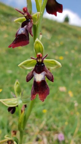 AktNatBeo-250618-ja-6 Spinnenragwurz_0