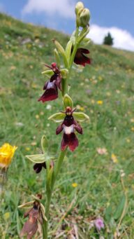 AktNatBeo-250618-ja-7 Spinnenragwurz_0