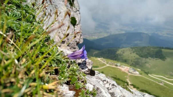 AktNatBeo-250618-ja-8 Clusius Enzian_0