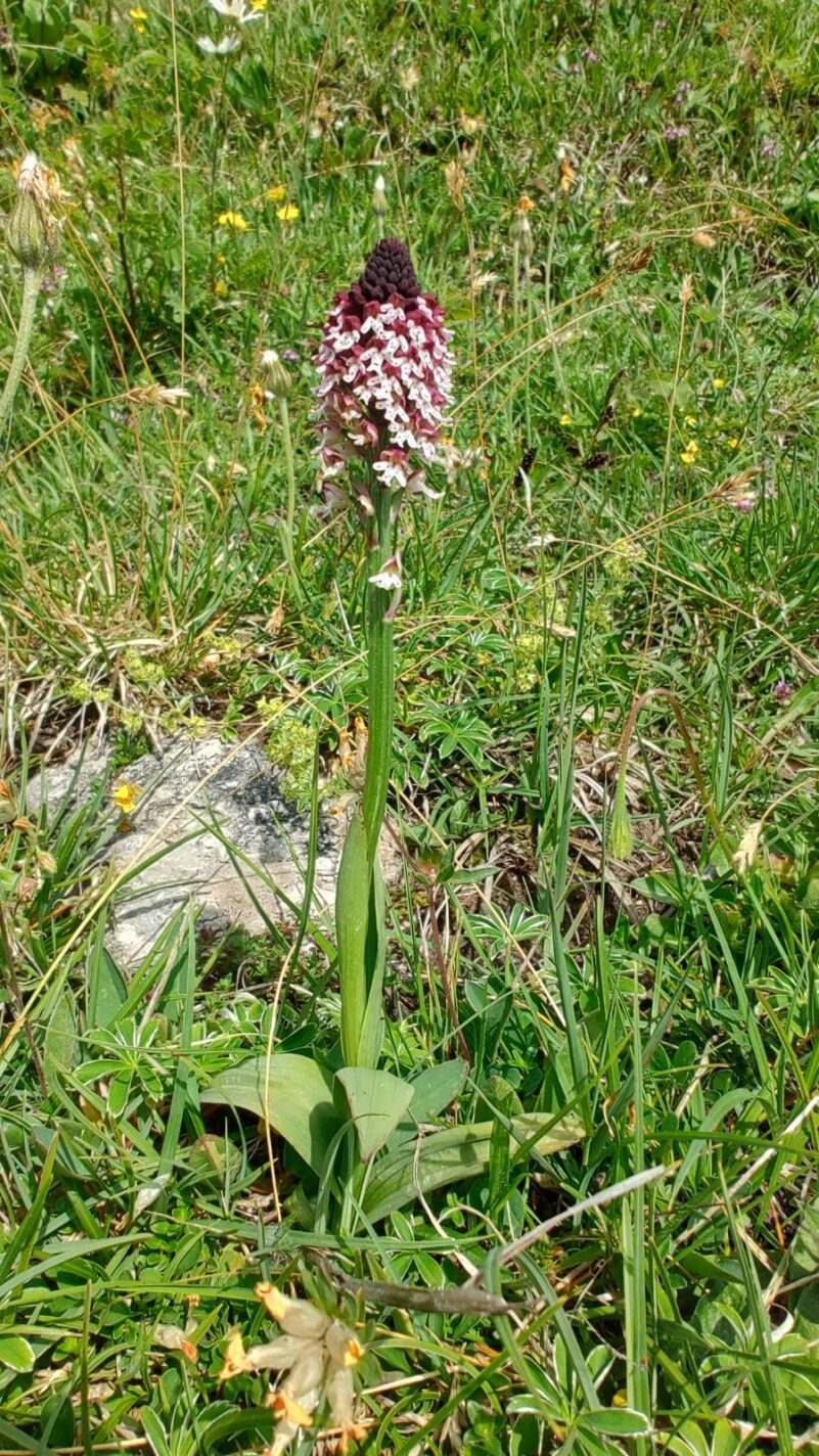 AktNatBeo-250618-ja-9 Brandknabenkraut_0