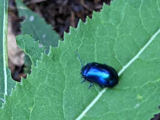 Hintergschwendt - Haindorfer Berg