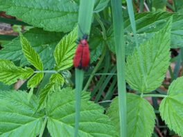Hintergschwendt - Haindorfer Berg