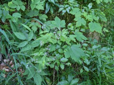 Hintergschwendt - Haindorfer Berg