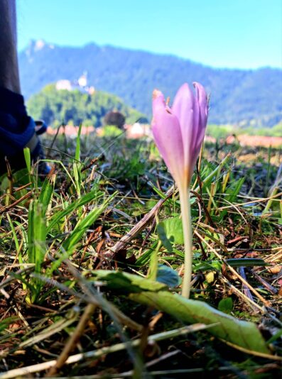 1Cyklamen an der Kette