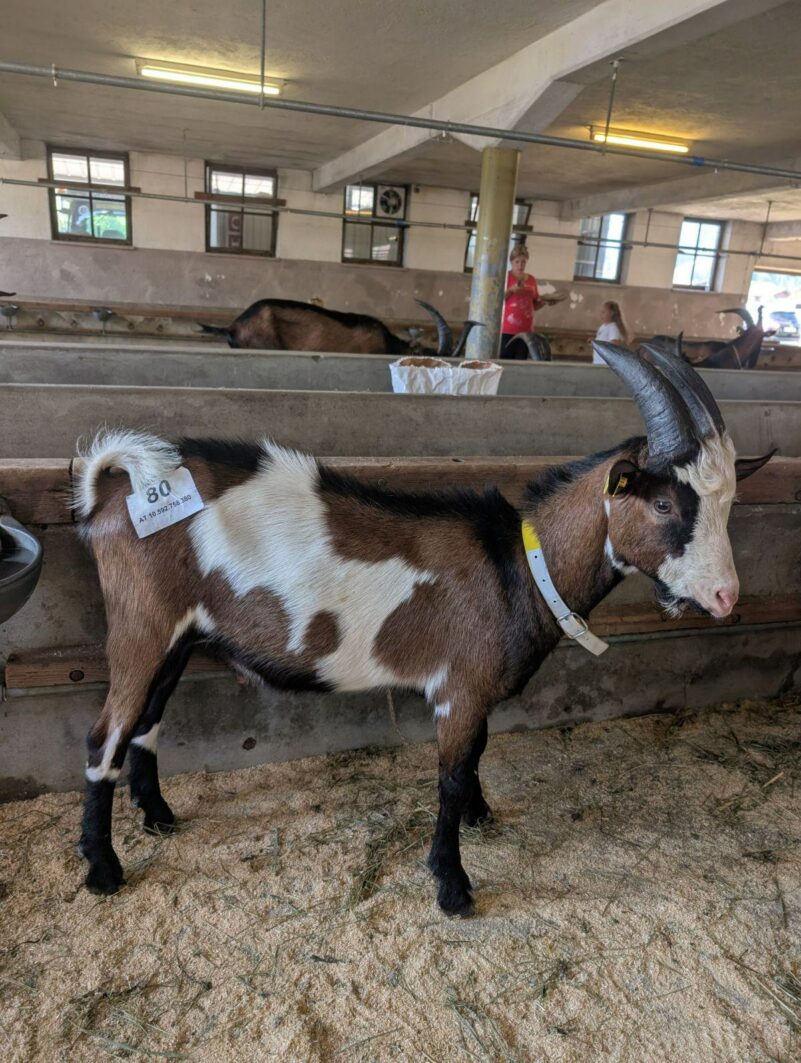 20250813_neuer_Bock_Freudlsperger_Wallner_2