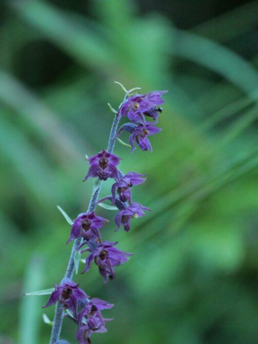 AktNatBeo-250805-ja-01 Braunrote Stendelwurz_0