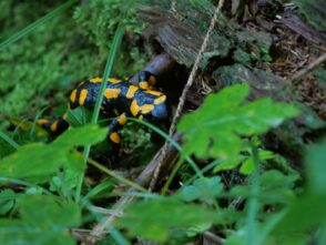 AktNatBeo-250805-ja-02 Feuersalamander_0