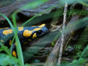 AktNatBeo-250805-ja-03 Feuersalamander_0