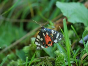 AktNatBeo-250805-ja-04 Schoenbaer_0