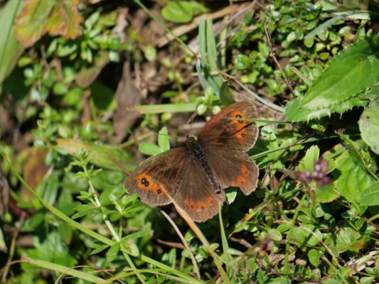 AktNatBeo-250805-ja-05 Graubindiger Mohrenfalter_0
