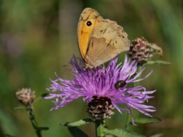 AktNatBeo-250805-ja-06 Grosses Ochsenauge_0