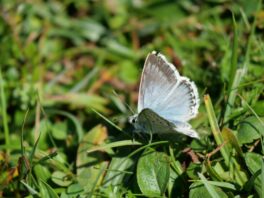 AktNatBeo-250805-ja-07 Blaeuling_0