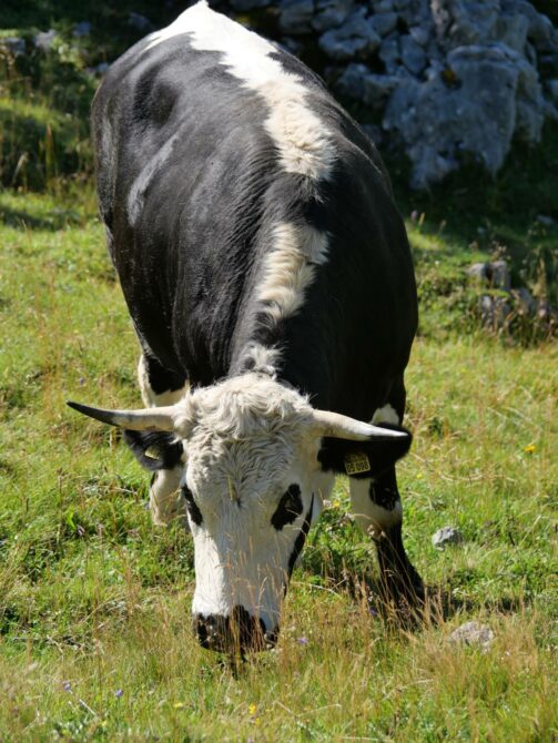 AktNatBeo-250805-ja-08 Kuh_0