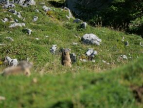 AktNatBeo-250805-ja-09 Murmeltier_0