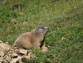 AktNatBeo-250805-ja-10 Murmeltier_0