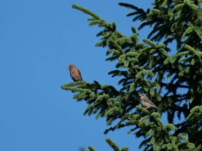 AktNatBeo-250805-ja-11 Fichtenkreuzschnabel_0