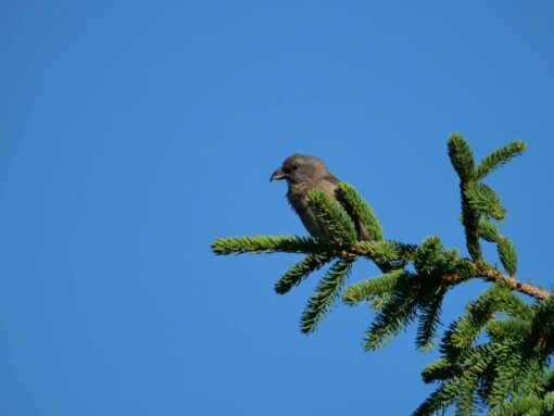AktNatBeo-250805-ja-12 Fichtenkreuzschnabel_0