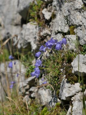 AktNatBeo-250805-ja-13 Alpenglockenblume_0