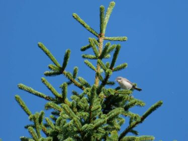 AktNatBeo-250805-ja-14 Klappergrasmuecke_0