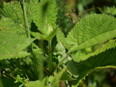 AktNatBeo-250805-ja-19 Heupferd_0