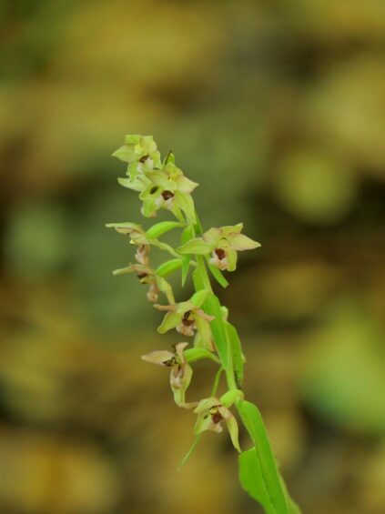 AktNatBeo-250805-ja-20 Muellers Stendelwurz_0