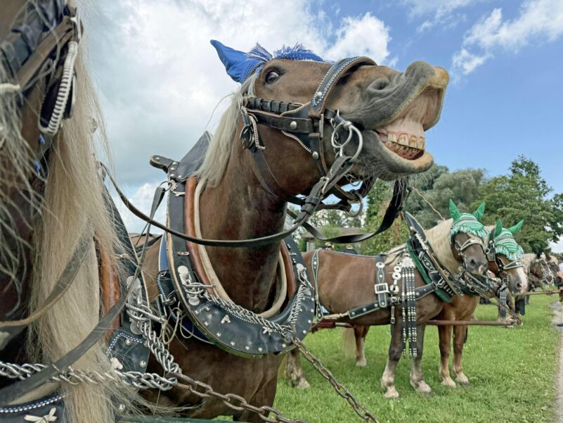 Pferdegrinsen_Foto H. Reiter (1)