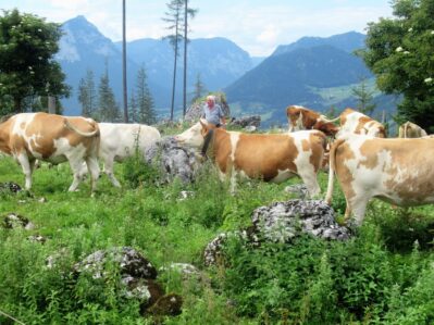 Kälberhaltung auf der Stubenalm
